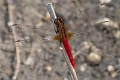 Rhodothemis lieftincki male (3 of 4)